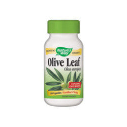 Olive Leaf Olea Europea